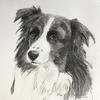 Beautiful Border Collie. Pen and pigments
