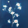 Cherry Blossom (cyanotype and watercolour)