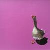 Acrylic painting of a goose  on magenta, 'coming through, coming through' wildlife farmyard birds