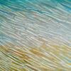 Sand Eels - Oil painting 