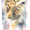 Jaguar (Brusho Crystal Pigments) - The Natural World