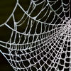Frosty Cobweb