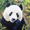 A long lunch, Panda, zoo animals, wildlife, acrylic painting eating bamboo