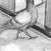 Pigeon ..Ilustration for a poem - pencil