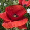 photograph of a poppy - a favourite flower
