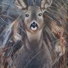 Jo Chesney - Rodney Roe Deer. Animal art in acrylic paints