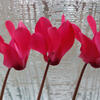 'Three in a Row' photograph of cyclamen flowers