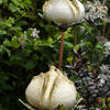 two cream coloured ceramic rosebuds in flower bed