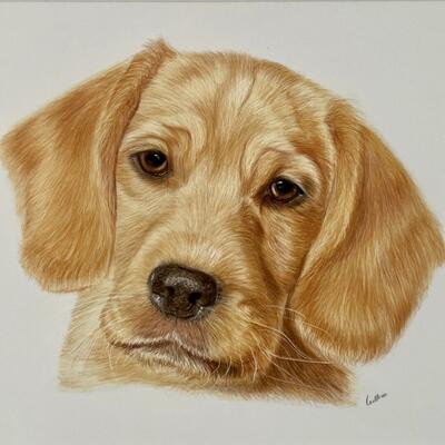Colour Pencil Pet Portrait, a Cockerdor Puppy Dog, hand drawn realistic animal art, drawn from a photo, Pet Portrait Artist