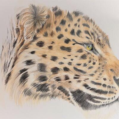 Amur Leopard (colouring pencils) - The Natural World