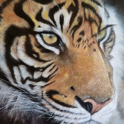 "The Tigress" -  Beautiful tiger portrait oil painting on canvas board -50 x 40 cm 