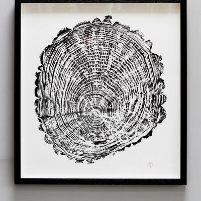 419 Willow - ink on paper. The printing blocks I use to hand print these tree ring impressions from are cut from already fallen trees which are worked flat before exposing the ring formations with fire.