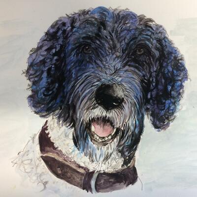 George, Labradoodle pen , graphite and pigments