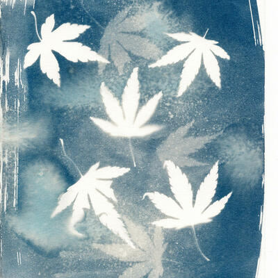 Cyanotype print of acer leaves
