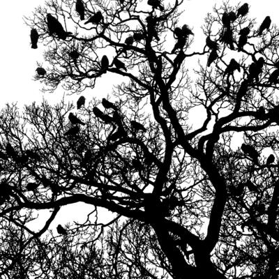 Jackdaws in Oak Tree