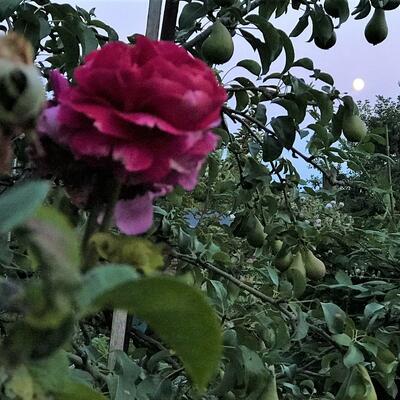 Rose, pear tree, full moon, August 1st 2020. Photograph