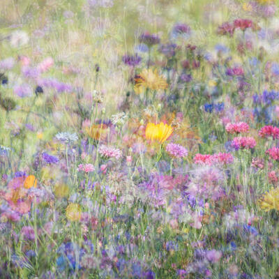meadow flowers, composite layers of digital photos, impressionism