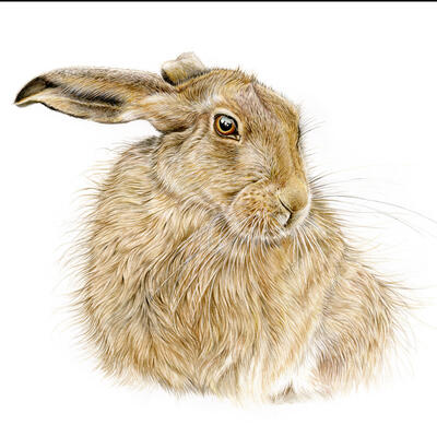 Hare -  Watercolour painting