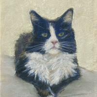 Black and white cat. Pastel on prepared card