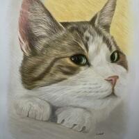 Colour Pencil Pet Portrait, a cute cat titled ‘Misty’, hand drawn realistic animal art, drawn from a photo, Pet Portrait Artist