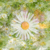 Dreamy daisies: impressionist, fine art, digitial composite photograph