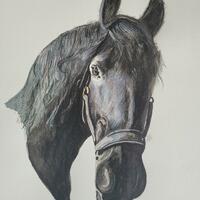 Horse Portrait created with pencil and promarker