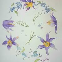 Spring garden series: pulsatilla watercolour