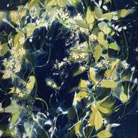 Scented Summer Jasmine (Cyanotype and watercolour).