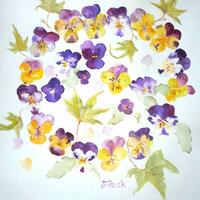 Spring garden series: violas