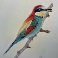 Colour Pencil Artist, a Bee-catcher Bird, hand drawn fine art, drawn from a photo, Animal Artist
