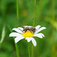 Honey Bee on Mayweed Daisy