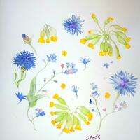 Spring garden series: cowslips& cornflowers watercolour