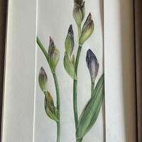 Iris buds in watercolour