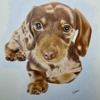 Colour Pencil Pet Portrait, a Brown Dappled Dachshund Puppy Dog, hand drawn realistic animal art, drawn from a photo, Pet Portrait Artist