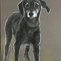 Black lurcher dog. Pastel on paper
