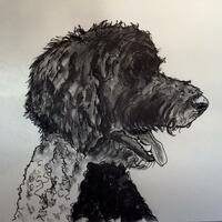 George, labradoodle. Pen and graphite