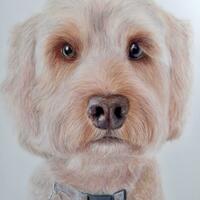 Colour Pencil Pet Portrait, a Cockerpoo Dog, hand drawn realistic animal art, drawn from a photo, Pet Portrait Artist