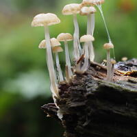 Fungi - Dripping Bonnets