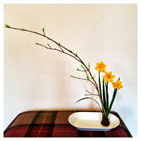 Tete a tete daffodils ikebana inspired arrangement