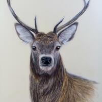 Titled ‘Stanley’ colour pencil drawing of a Stag, fine art, hand drawn