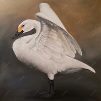 Jo Chesney - Bewick Swan painted in acrylics on canvas