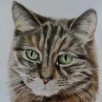 Colour Pencil Pet Portrait, a Tabby Cat, hand drawn realistic animal art, drawn from a photo, Pet Portrait Artist