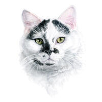 Cat - Pet Portrait