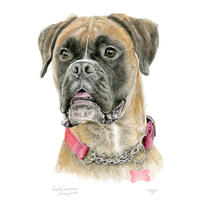 Boxer Dog - Pet Portrait