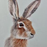 Titled ‘Hartley’ hand drawn by colour pencils, fine art of a hare