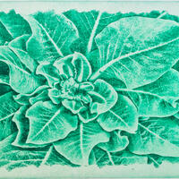 Ornamental Cabbage - Photopolymer Etching
