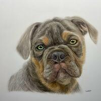 Colour Pencil Pet Portrait, a British Bulldog Puppy, hand drawn realistic animal art, drawn from a photo, Pet Portrait Artist