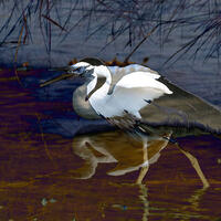 Two superimposed photographic images of an egret 
