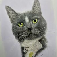 Grey Cat titled ‘Starzypuss’ fine art, hand drawn with colour pencils, pet portrait, drawn from a photo