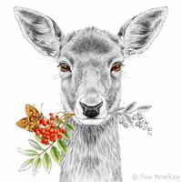 Fallow Doe - ink and watercolour by Sue Wookey